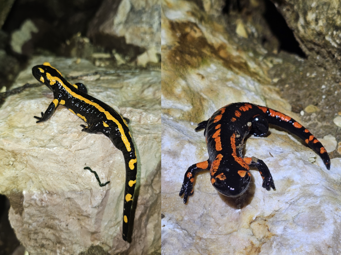 schwarz-gelber und schwarz-oranger Feuersalamander auf den Steinen des neuen Winterquartiers