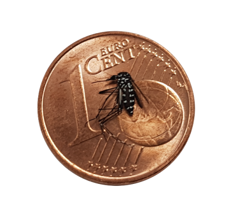 Die Asiatische Tigermücke im Vergleich zu einer 1-Cent-Münze bzw. auf einer 1-Cent-Münze liegend.