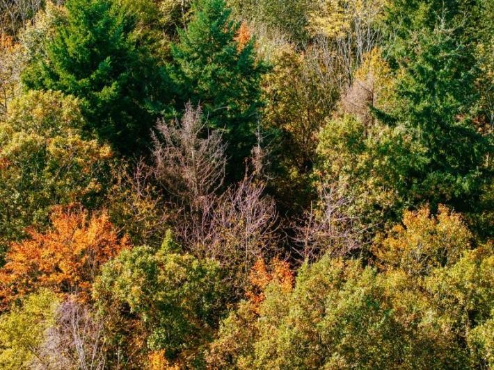 Mischwald im Herbst Mischwald im Herbst