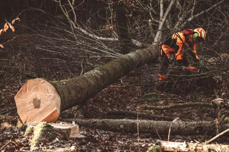 Waldarbeiter fällt einen Baum; Bildquelle: K. Maier Waldarbeiter fällt einen Baum; Bildquelle: K. Maier