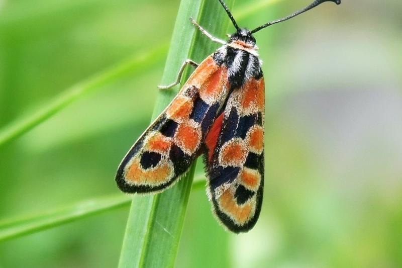 Glückswidderchen auf einer Blüte