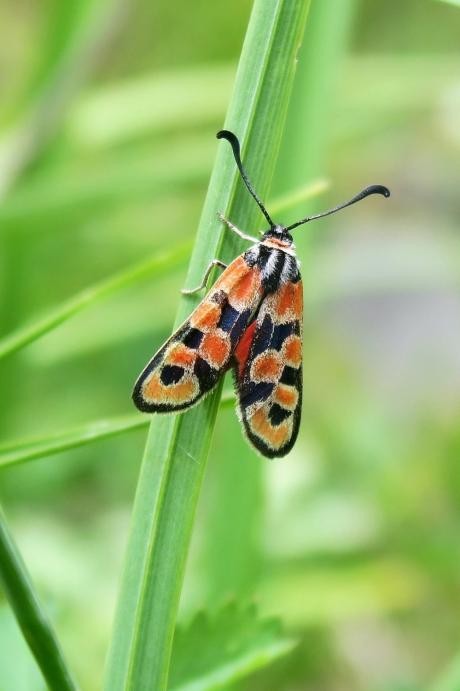 Glückswidderchen auf einer Blüte