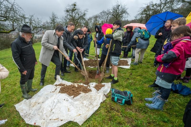 Baumpflanzgrube wird vorbereitet.