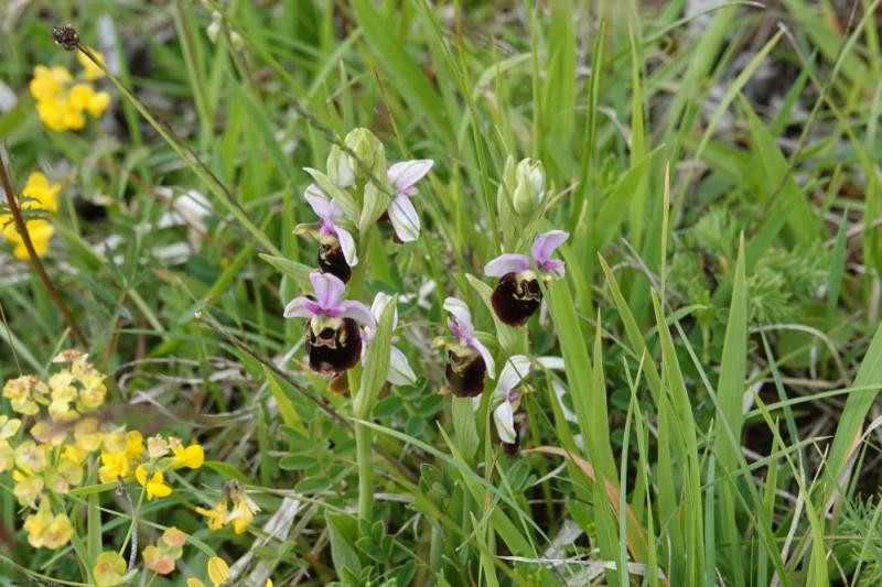 Orchideenwiese Nordalb Orchideenwiese Nordalb