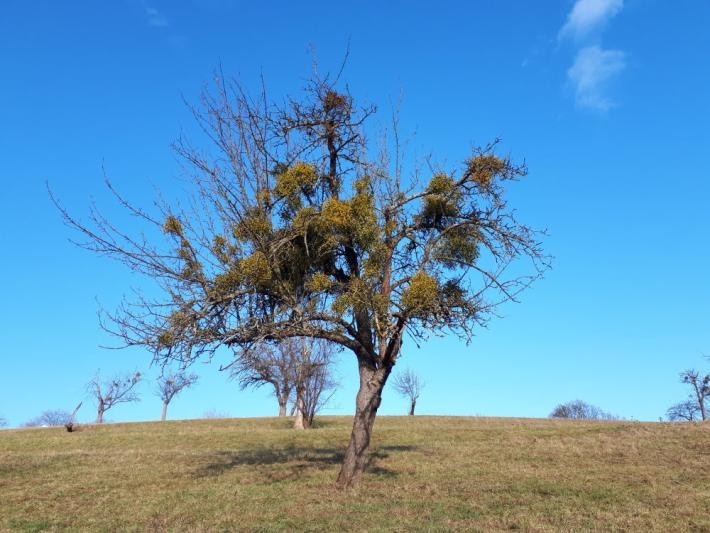 Stark befallener Apfelbaum auf einer Obstwiese Von Misteln stark befallener Apfelbaum auf einer Obstwiese