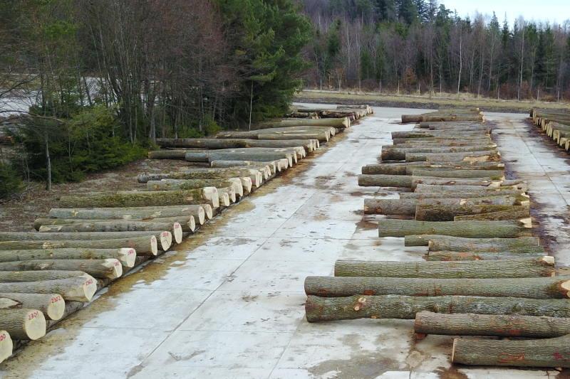 Wertholzplatz Oberberken mit Stämmen für die Submission