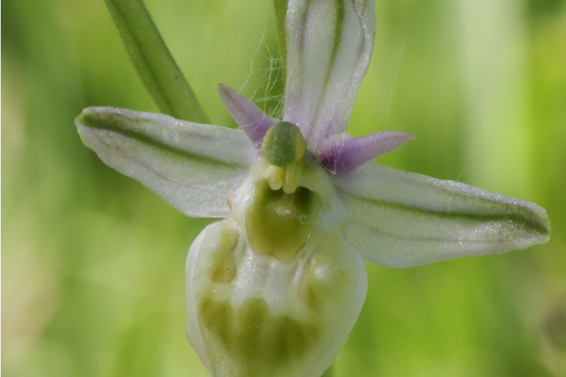 Albino Spinnenragwurz