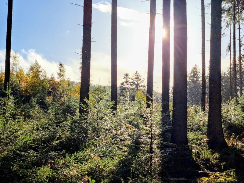 Nachwachsende Fichten