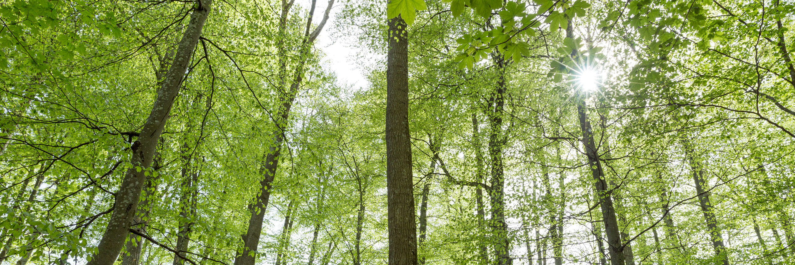 Buchenwald im Frühling nach dem Blattaustrieb Buchenwald im Frühling nach dem Blattaustrieb