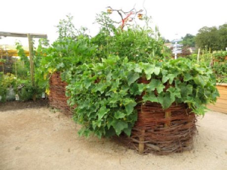 Hochbeet aus Weidenmaterial, darauf wachsen Kürbisse 