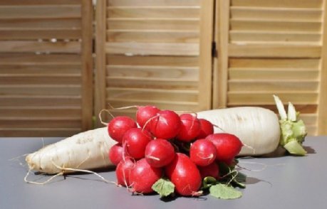weißer Rettich und ein Bund Radieschen auf einem Tisch 
