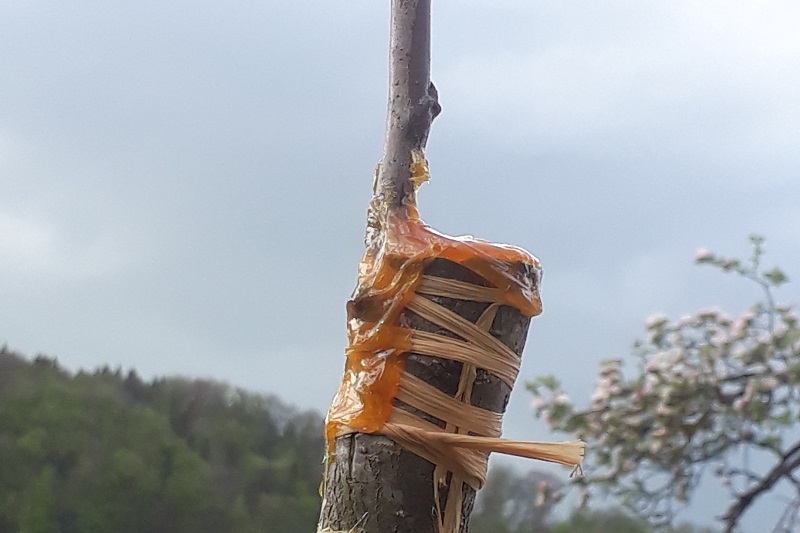 Veredelungsstelle Veredelungsstelle mit Baumwachs verstrichen als Nahaufnahme