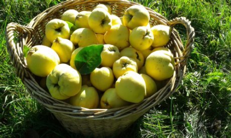 Gelba Quitten in einem geflochtenen Korb 