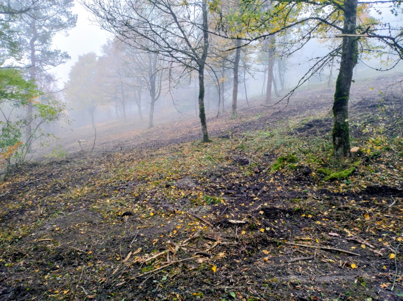Aufgelichteter, abschüssiger Wald im Nebel