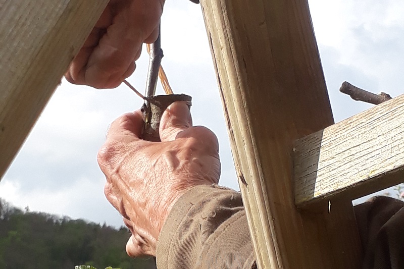 Veredelung Menschliche Hand bei der Veredelung an einem Apfelbaum