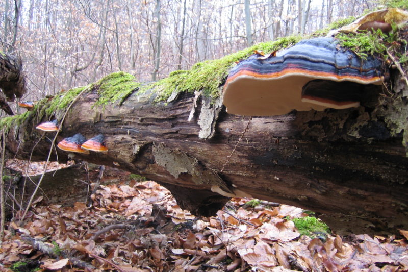 Liegender Baumstamm mit Pilzbewuchs (Quelle: Forstamt Göppingen) Liegender Baumstamm mit Pilzbewuchs (Quelle: Forstamt Göppingen)