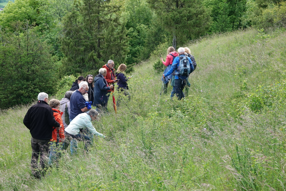 Personengruppe auf der Suche nach Orchideen Personengruppe auf der Suche nach Orchideen