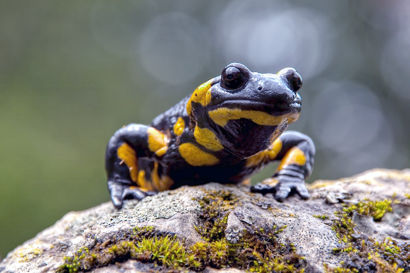 Feuersalamander auf bemoostem Stein Feuersalamander auf bemoostem Stein