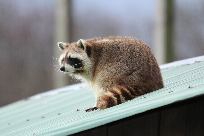 Waschbär sitzt auf einem schrägen Dach