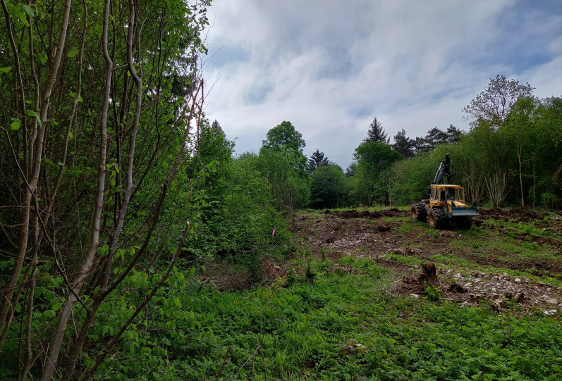 Zwischen Haselnusssträuchern wird Waldboden in Reihen aufgelockert Zwischen Haselnusssträuchern wird Waldboden in Reihen aufgelockert