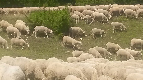 Schafherde auf der Weide 