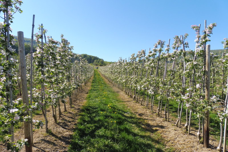 Spalierobstreihen von Apfelbäumen in Blüte