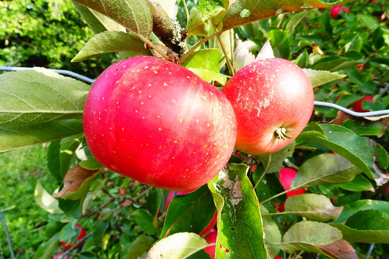 Rote Äpfel Zwei rote Äpfel mit Blattwerk am Ast des Baumes