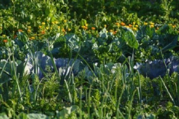 verschieden Gemüse im Garten in Mischkultur angebaut