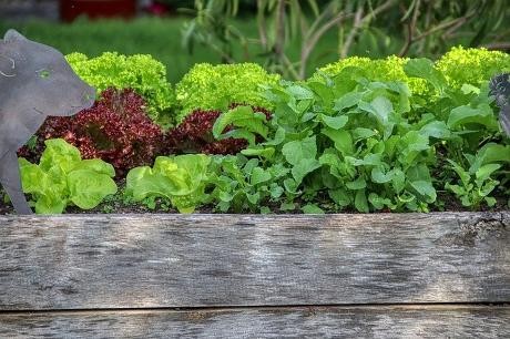Salat und Radieschen wachsen in einem Hochbeet aus Holzbretern