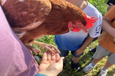 Kinder halten ein braunes Huhn