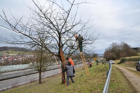 Teilnehmende auf der Leiter beim Schnitt eines Obstbaumes 