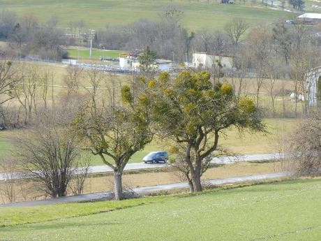 Mehrere stark befallene Apfelbäume nahe der B 466 Mehrere stark mit Misteln befallene Apfelbäume nahe der B 466