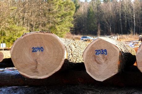 Stirnseite zweier Eichenstämmen mit Nummern, im Hintergrund Wald