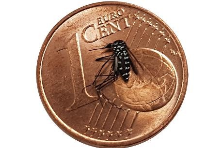   Die Asiatische Tigermücke im Vergleich zu einer 1-Cent-Münze. (Foto: A. Jöst (Kommunale Aktionsgemeinschaft zur Bekämpfung der Schnakenplage e.V.))