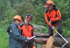 Förster mit Waldarbeitern beim Vermessen von liegenden Stämmen