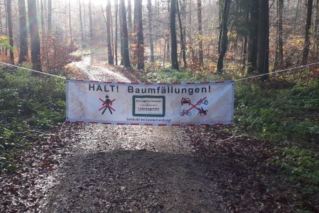 Banner über einen Waldweg gespannt mit der Aufschrift: Halt! Baumfällungen!