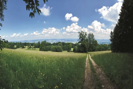 Vielfältige Naturlandschaft mit Wiesen und Feldweg