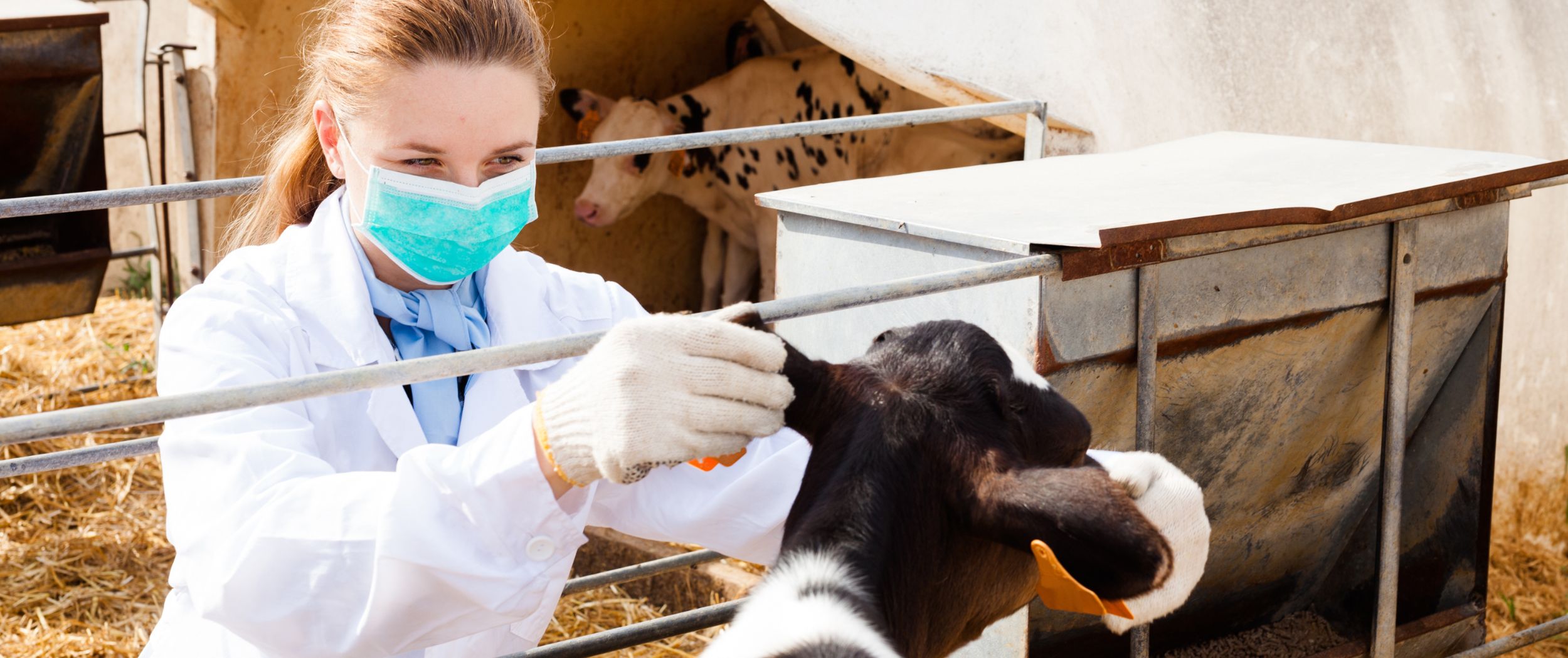 Tierärztin untersucht ein Kalb in einem Stall Tierärztin untersucht ein Kalb in einem Stall