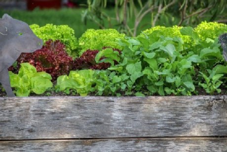 Salat und Radieschen wachsen in einem Hochbeet aus Holzbrettern