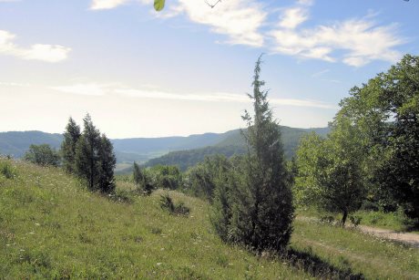 Wacholderheide am Wasserberg